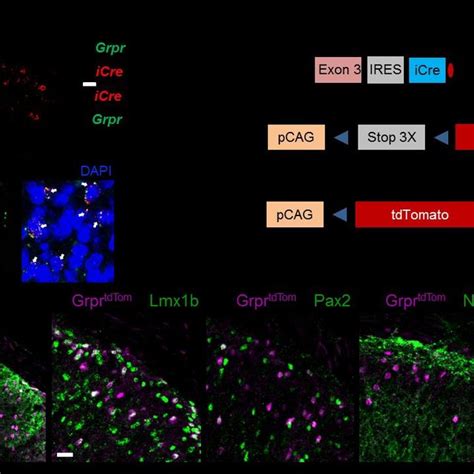 Molecular Characterization Of Spinal Grpr Icre Neurons A Rnascope In