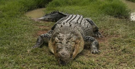 Jamaican Crocodile Attack