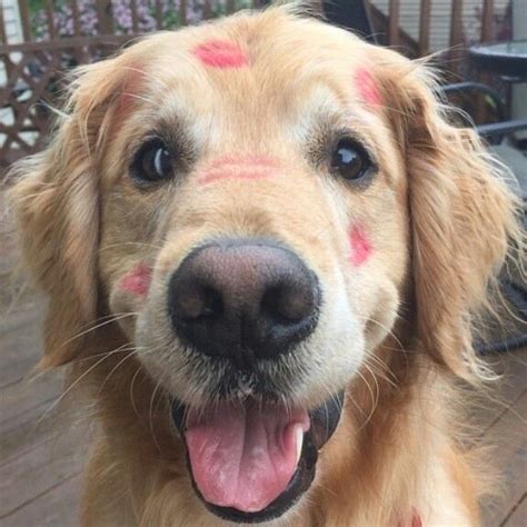 Never Adopt A Golden Retriever Here Are 15 Reasons Why