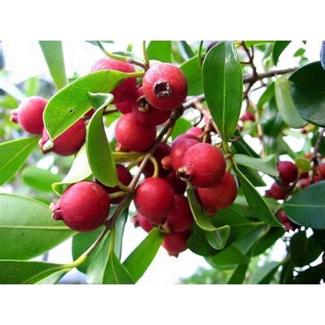 Pokok Buah Jambu Strawberry Real Plant Hotselling Indoor Outdoor Exotic