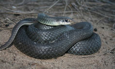 Blue Racer Snake