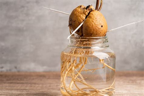 Can I Leave My Avocado Plant In Water