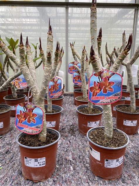 Plumeria Plantencentrum Exotica