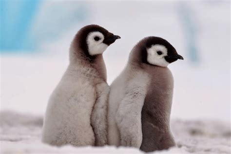 Emperor penguins face tragic breeding failures due to sea ice loss