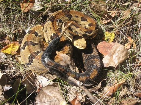 Timber Rattlesnake (Crotalus horridus) - Reptiles and Amphibians of Iowa