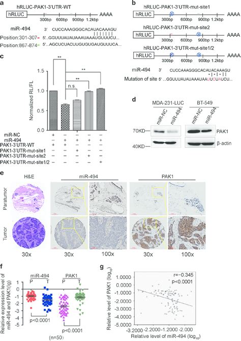 Mir Directly Targets Pak In Breast Cancer A Schematic Of