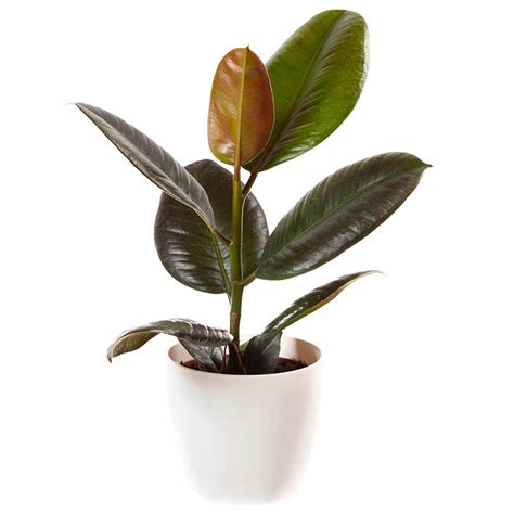 Wilko Houseplant Collection With Pots And Feed Wilko