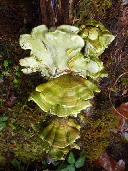 Turkey Tail Mushrooms Help Immune System Fight Cancer Health And Love Page