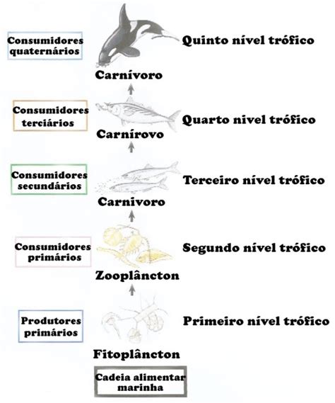Exemplos De Nivel Trofico Cadeia Alimentar: O Que é, Níveis