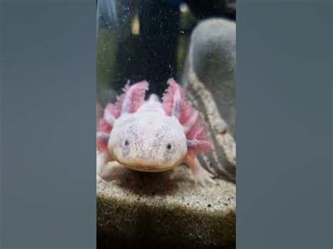 Аксолотль красавец🤩 #аквариум #аксолотль #axolotl - YouTube