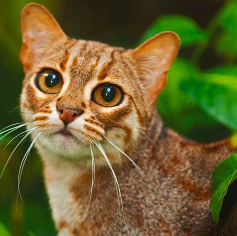 5 удивительных фактов о самых редких, самых маленьких, но очень ...