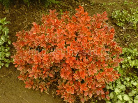 Барбарис Тунберга Адмирейшн (100 фото) - фото - картинки и рисунки ...