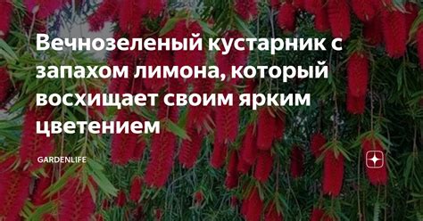 Вечнозеленый кустарник с запахом лимона, который восхищает своим ярким ...