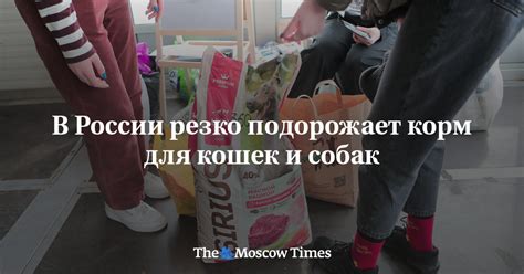 В России резко подорожает корм для кошек и собак - Русская служба The ...