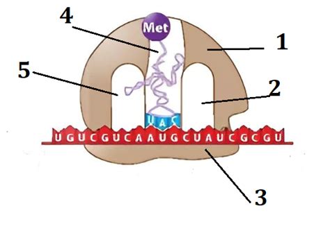 hinh ve mo ta cau truc ribosome khi tham gia qua trinh dich ma hay cho