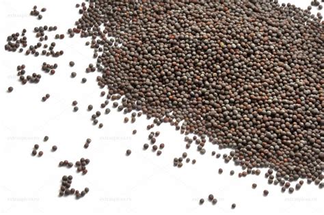 Как вырастить редис на подоконнике | Твоя Дача | Дзен