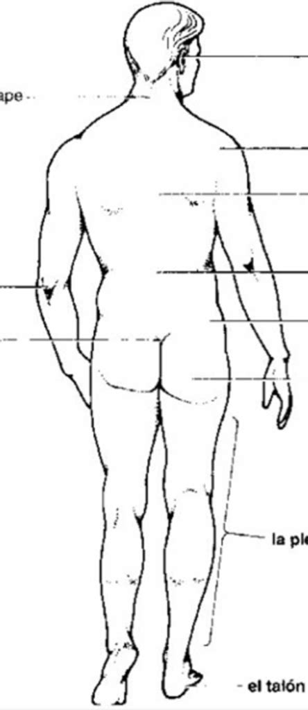 El Cuerpo Humano Diagram Quizlet