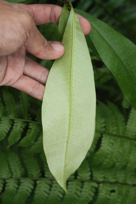 Xanthostemon Philippinensis Myrtaceae Image At Phytoimages Siu Edu