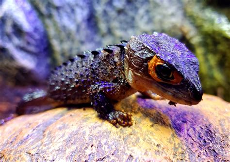 red eyed crocodile skinks