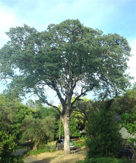 Blue Oak Sacramento Tree Foundation