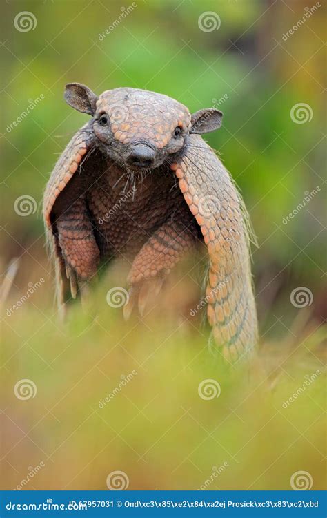 Funny Portrait Of Southern Naked Tailed Armadillo Cabassous Unicinctus Pantanal Brazil Stock