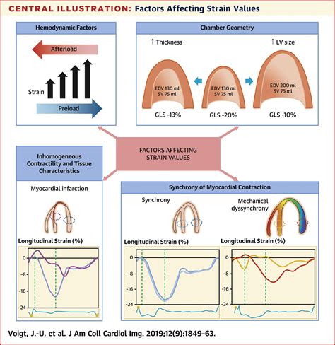 And Dimensional Myocardial Strain In Cardiac Health And Disease