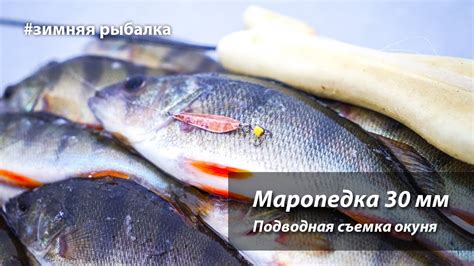 Маропедка 30 мм. Подводная съемка поклевок окуня. - YouTube