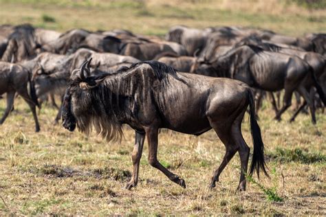 Interesting Facts About The Great Wildebeest Migration In Tanzania