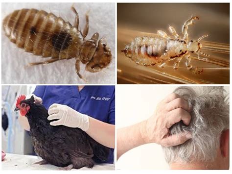 Куриные вши: фото, описание, как избавиться