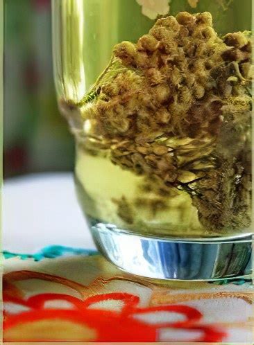 Чернобыльник (трава) – полезные свойства и применение чернобыльника ...