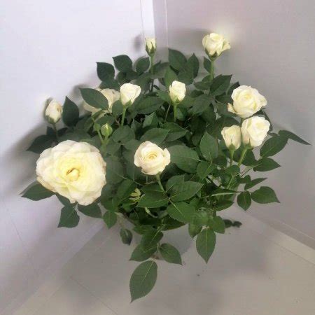 Мини роза - микс