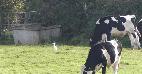 Pembrokeshire Birds Cattle Egret And An Interesting Snipe