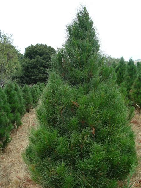 Сосна Грин Тауэр (64 фото) » НА ДАЧЕ ФОТО