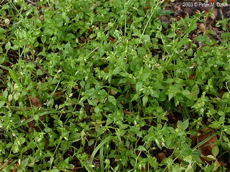 Stellaria Media Common Chickweed Minnesota Wildflowers