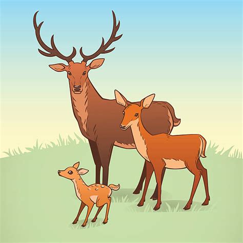 Roe Deer Clip Art Vector Images And Illustrations Istock