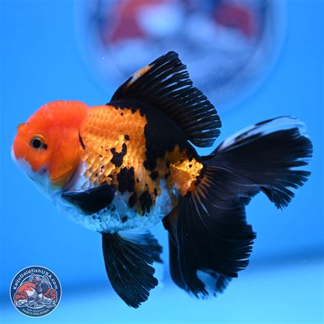 is it normal goldfish making noise cheap 5