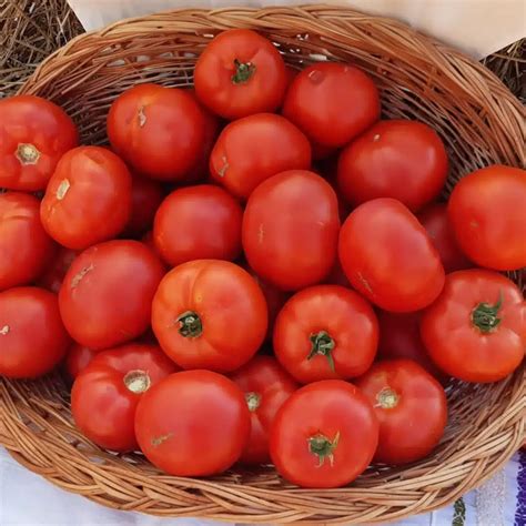 Tomate Eterei F1 Diaplant Ro