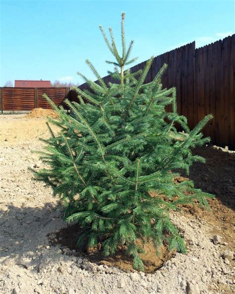 Ель Энгельмана (61 фото) » НА ДАЧЕ ФОТО