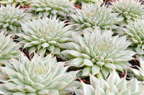 Graptopetalum filiferum - Pflanzenportrait | PASIORA