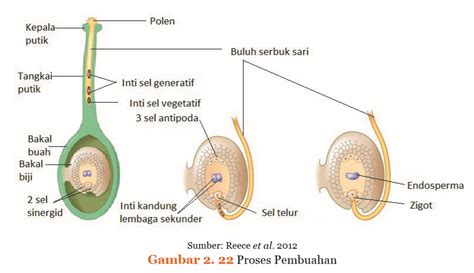 Fertilisasi Pada Tumbuhan - Homecare24