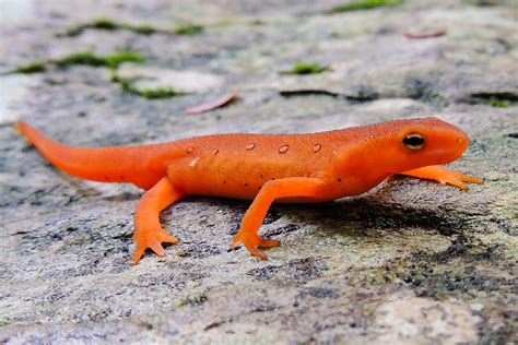 Newt Amphibian
