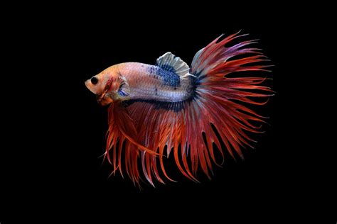 The Alluring World Of Betta Fish Exploring The Rarest And Most Prized