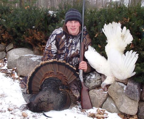 What Causes Color Phase Turkeys The National Wild Turkey Federation