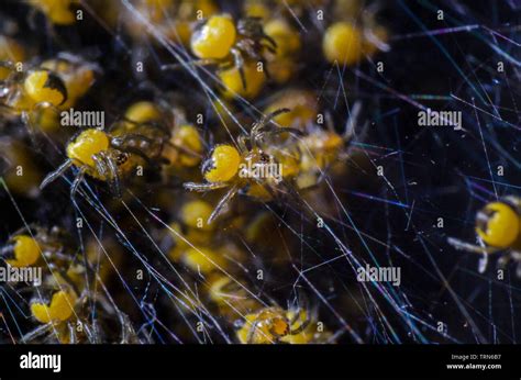 Arachnid Nest Hi Res Stock Photography And Images Alamy