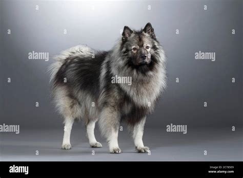 Keeshond Adult Dog Standing Studio Picture Against A Gray Background