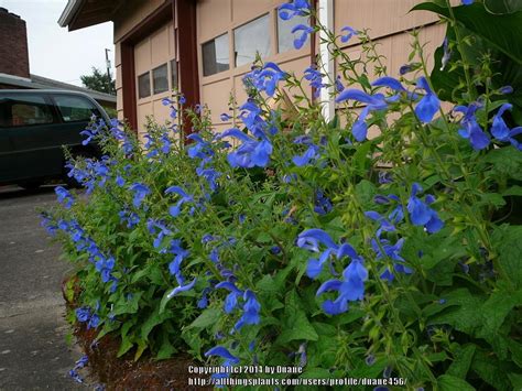 Salvia Patens Blue Angel In The Agastache And Salvias Forum