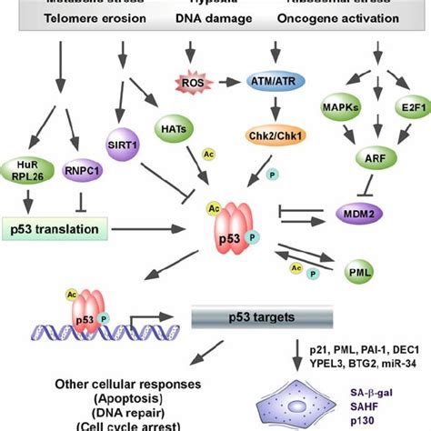 Inhibition Of PML IV Induced Senescence By TBX2 Depends On Its