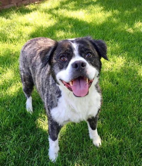 39 Akita Mix Breeds A Pet Parent Guide
