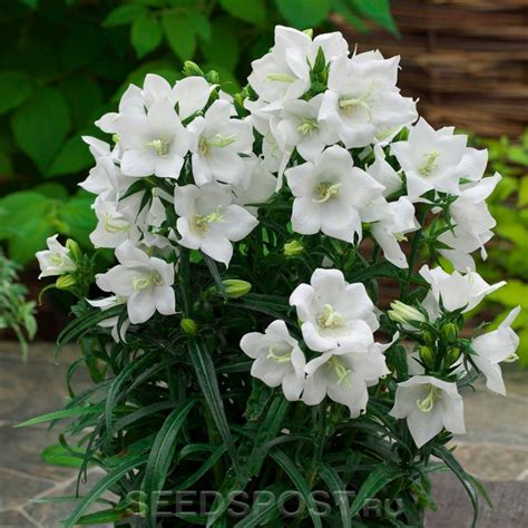 Колокольчик персиколистный Такион Вайт, 5 шт. Takii Элитные семена ...