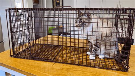 Tru Catch Cat Trap Review - Trap and Return